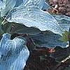 Hosta 'Winfield Blue', habit