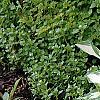 Hosta 'White Christmas', habit