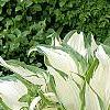 Hosta 'White Christmas', habit