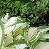 Hosta 'White Christmas', habit