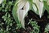 Hosta 'White Christmas', habit