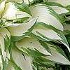 Hosta 'White Christmas', habit