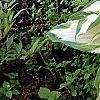 Hosta 'White Christmas', habit