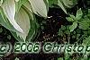 Hosta 'White Christmas', habit
