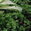Hosta 'White Christmas', habit