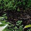 Hosta 'White Christmas', habit