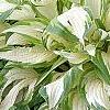 Hosta 'White Christmas', habit