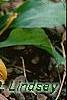 Hosta yingeri, habit