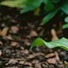 Hosta yingeri, habit