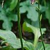 Hosta yingeri, habit