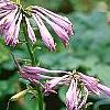 Hosta yingeri, habit
