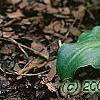 Hosta yingeri, habit
