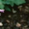 Hosta yingeri, flowers