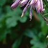 Hosta yingeri, flowers