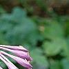 Hosta yingeri, flowers