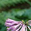 Hosta yingeri, flowers