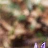 Hyacinthus orientalis, flowers