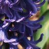 Hyacinthus orientalis, flowers