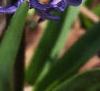 Hyacinthus orientalis, flowers