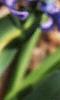 Hyacinthus orientalis, flowers