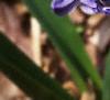 Hyacinthus orientalis, flowers