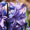 Hyacinthus orientalis, flowers