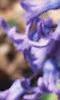 Hyacinthus orientalis, flowers
