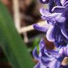 Hyacinthus orientalis, flowers