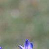 Hyacinthus orientalis, flowers