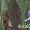 Hyacinthus orientalis, flowers
