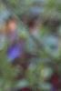 Hyacinthus orientalis, flowers