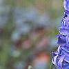 Hyacinthus orientalis, flowers