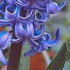 Hyacinthus orientalis, flowers