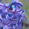 Hyacinthus orientalis, flowers