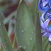 Hyacinthus orientalis, flowers