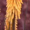 Kniphofia 'Primrose Beauty', flowers