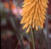 Kniphofia 'Primrose Beauty', flowers