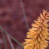 Kniphofia 'Primrose Beauty', flowers