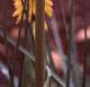Kniphofia 'Primrose Beauty', flowers