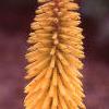Kniphofia 'Primrose Beauty', flowers