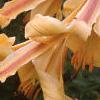 Lilium 'African Queen', flowers