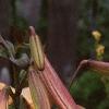 Lilium 'African Queen', flowers