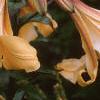 Lilium 'African Queen', flowers
