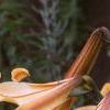 Lilium 'African Queen', flowers