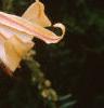 Lilium 'African Queen', flowers