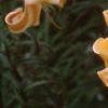 Lilium 'African Queen', flowers