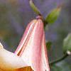 Lilium 'African Queen', flowers