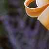 Lilium 'African Queen', flowers