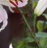 Lilium x asiatic, flowers