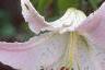 Lilium x asiatic, flowers